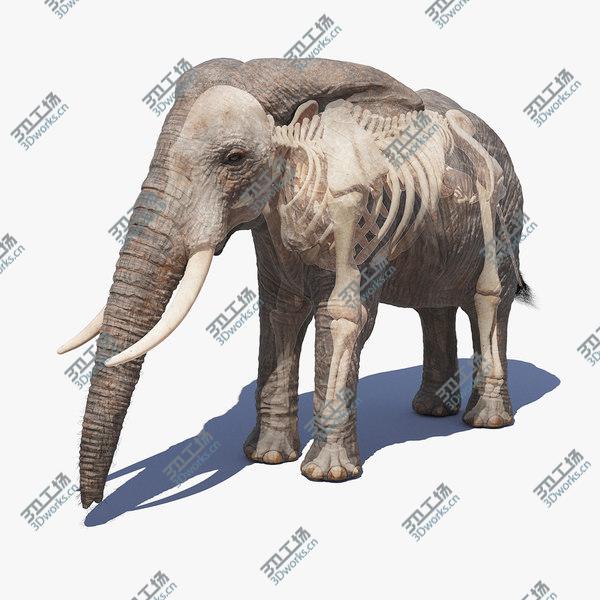 images/goods_img/20210312/Elephant Skin And Skeleton 3D/1.jpg